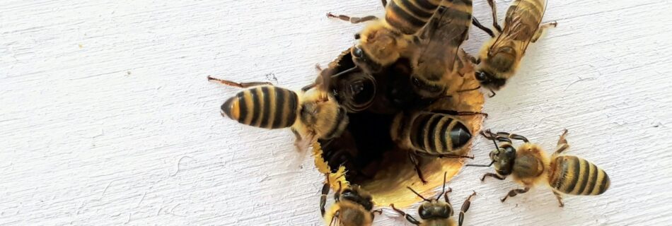 several bees