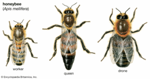 Honey Bee FUNdamentals for NewBees | All About: Honey Bees + Beekeeping + Careers & Business in Apiculture - BeeFUNdamentals.com