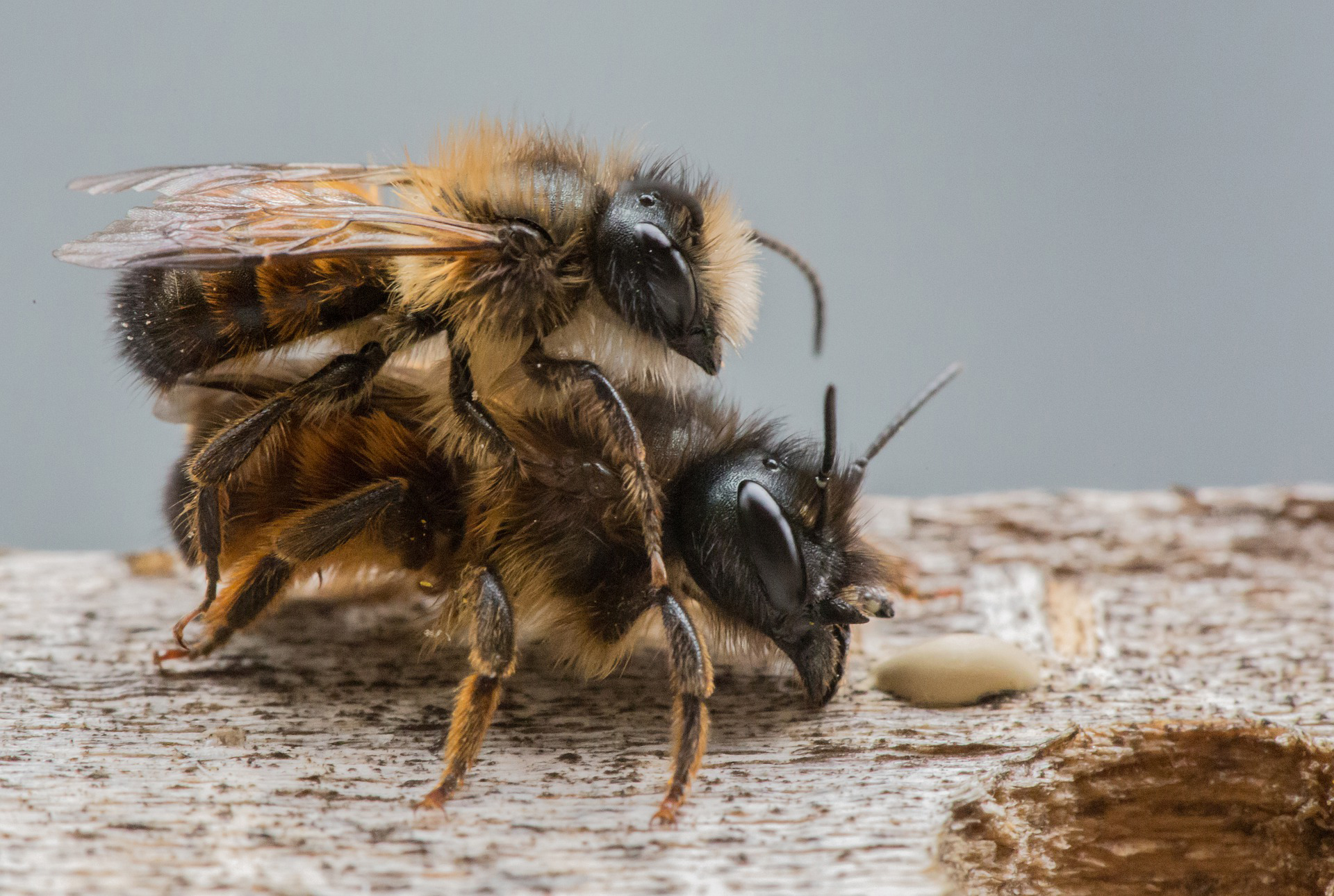 how-do-bees-reproduce
