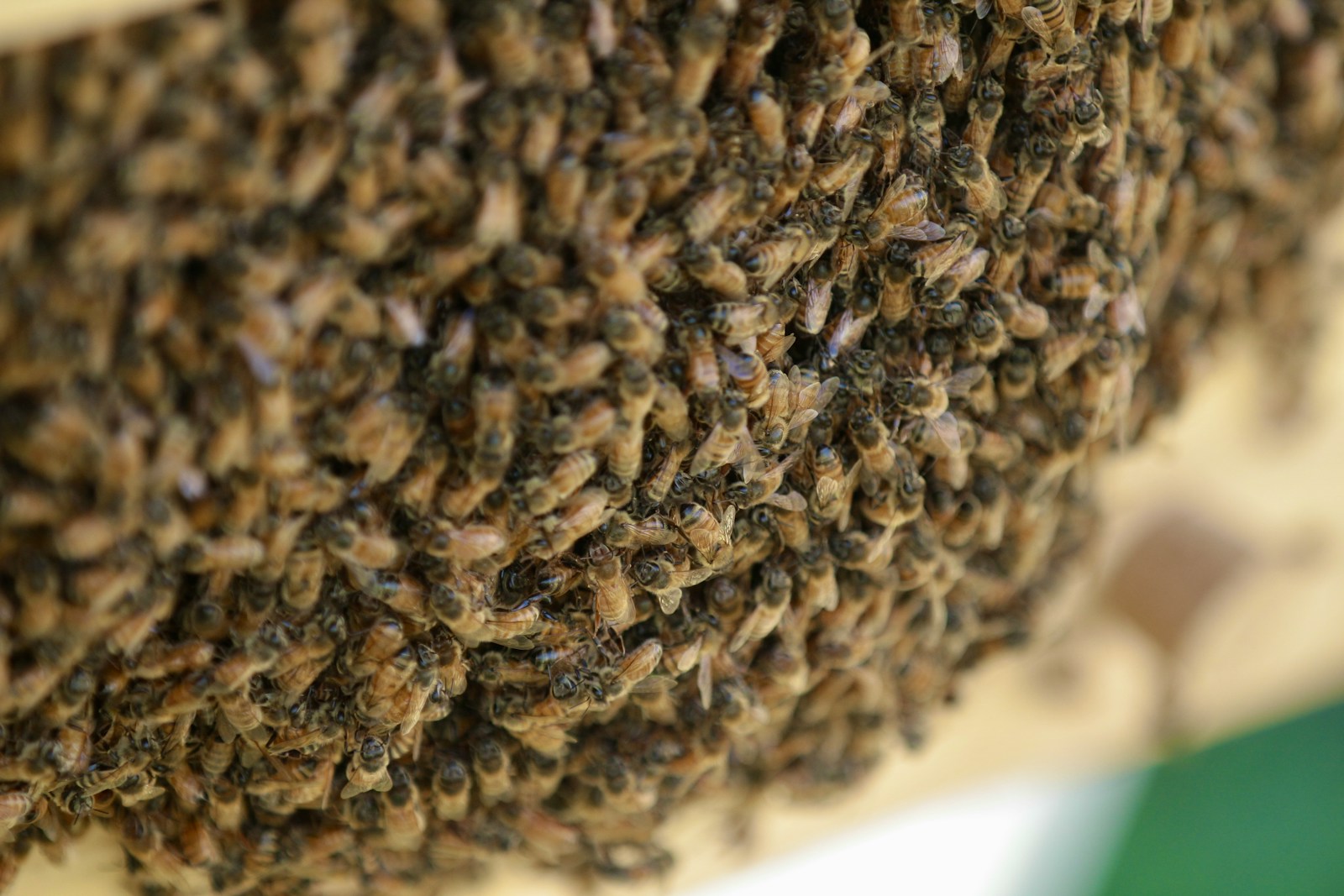 a bunch of bees that are on a wall