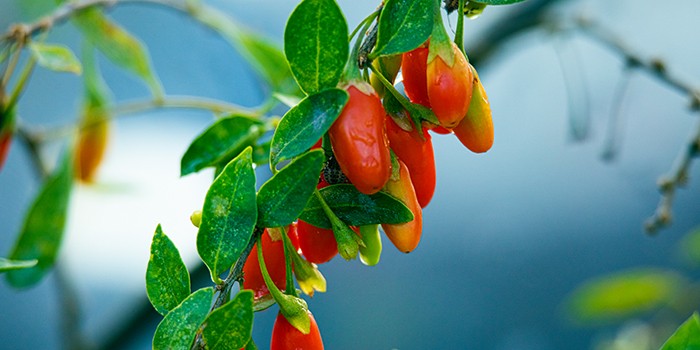 Health Benefits of Goji Berries & Green Tea